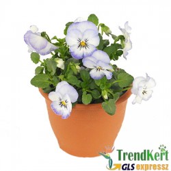 Árvácska Világoskék-fehér Mini virágú - Viola carnea Hobbit Mini Blue Picotee Árvácska Világoskék-fehér Mini virágú - Viola carnea Hobbit Mini Blue Picotee
