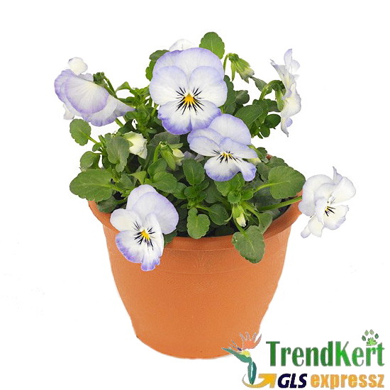 Árvácska Világoskék-fehér Mini virágú - Viola carnea Hobbit Mini Blue Picotee Árvácska Világoskék-fehér Mini virágú - Viola carnea Hobbit Mini Blue Picotee