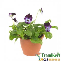 Árvácska Sötétkék-lila Mini virágú - Viola carnea Hobbit Mini Blue Purple Wing Árvácska Sötétkék-lila Mini virágú - Viola carnea Hobbit Mini Blue Purple Wing