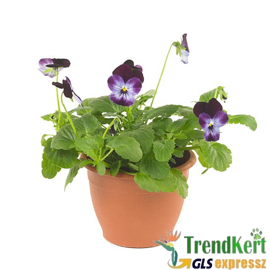 Árvácska Sötétkék-lila Mini virágú - Viola carnea Hobbit Mini Blue Purple Wing Árvácska Sötétkék-lila Mini virágú - Viola carnea Hobbit Mini Blue Purple Wing
