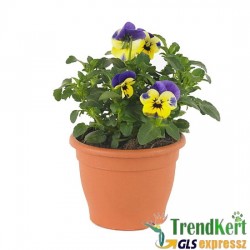 Árvácska Levendulakék sárga Mini virágú - Viola carnea Hobbit Mini Lavender Yellow Face Árvácska Levendulakék sárga Mini virágú - Viola carnea Hobbit Mini Lavender Yellow Face