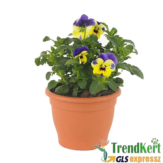 Árvácska Levendulakék sárga Mini virágú - Viola carnea Hobbit Mini Lavender Yellow Face Árvácska Levendulakék sárga Mini virágú - Viola carnea Hobbit Mini Lavender Yellow Face