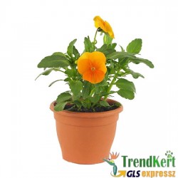 Árvácska Narancssárga Mini virágú - Viola carnea Hobbit Mini Orange Árvácska Narancssárga Mini virágú - Viola carnea Hobbit Mini Orange