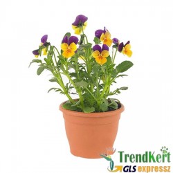 Árvácska Narancssárga-lila Mini virágú - Viola carnea Hobbit Mini Orange Purple Wing Árvácska Narancssárga-lila Mini virágú - Viola carnea Hobbit Mini Orange Purple Wing