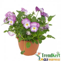 Árvácska Pink-fehér Mini virágú - Viola carnea Hobbit Mini Pink Face Árvácska Pink-fehér Mini virágú - Viola carnea Hobbit Mini Pink Face
