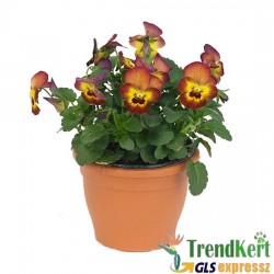 Árvácska Narancssárga-sárga Mini virágú - Viola carnea Hobbit Mini Terracotta Árvácska Narancssárga-sárga Mini virágú - Viola carnea Hobbit Mini Terracotta