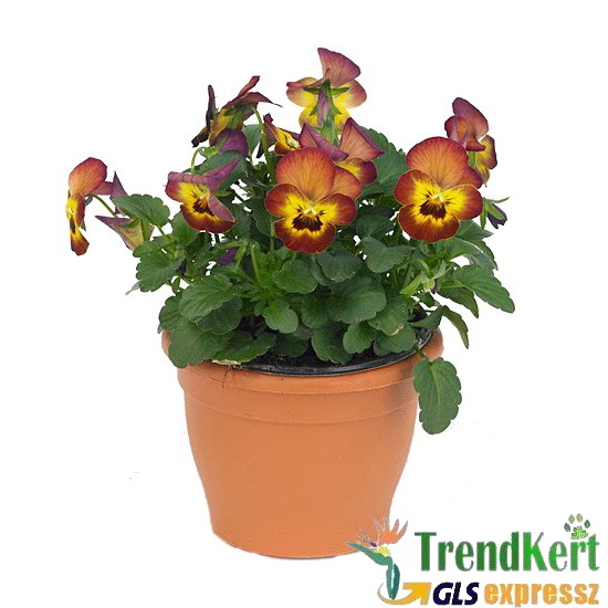 Árvácska Narancssárga-sárga Mini virágú - Viola carnea Hobbit Mini Terracotta Árvácska Narancssárga-sárga Mini virágú - Viola carnea Hobbit Mini Terracotta