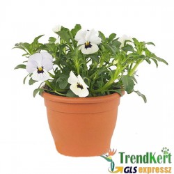 Árvácska Fehér-lila szemmel Mini virágú - Viola carnea Hobbit Mini White With Eye Árvácska Fehér-lila szemmel Mini virágú - Viola carnea Hobbit Mini White With Eye