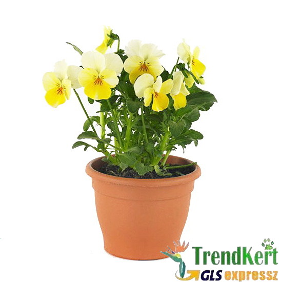 Árvácska Sárga-fehér színátmenetes Mini virágú - Viola carnea Hobbit Mini Primrose Árvácska Sárga-fehér színátmenetes Mini virágú - Viola carnea Hobbit Mini Primrose