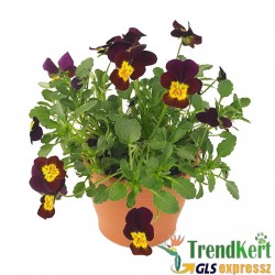 Árvácska Bordó-sárga szemmel Mini virágú - Viola carnea Hobbit Mini Red and Yellow Árvácska Bordó-sárga szemmel Mini virágú - Viola carnea Hobbit Mini Red and Yellow
