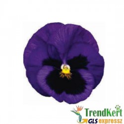 Árvácska sötétkék óriásvirágú - Viola carnea Monster DarkBlue Árvácska sötétkék óriásvirágú - Viola carnea Monster DarkBlue