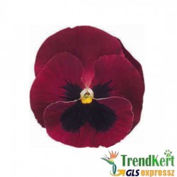 Árvácska bordó óriásvirágú - Viola carnea Monster DarkRose Árvácska bordó óriásvirágú - Viola carnea Monster DarkRose