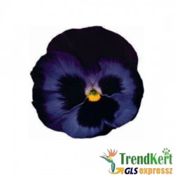 Árvácska éjkék óriásvirágú - Viola carnea Monster Denim Árvácska éjkék óriásvirágú - Viola carnea Monster Denim