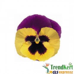 Árvácska sárga-lila óriásvirágú - Viola carnea Monster LemonViolet Árvácska sárga-lila óriásvirágú - Viola carnea Monster LemonViolet