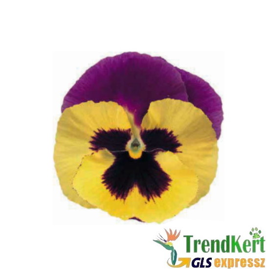 Árvácska sárga-lila óriásvirágú - Viola carnea Monster LemonViolet Árvácska sárga-lila óriásvirágú - Viola carnea Monster LemonViolet