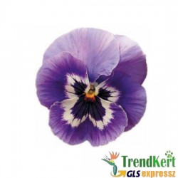 Árvácska lilás-fehér óriásvirágú - Viola carnea Monster Marina Árvácska lilás-fehér óriásvirágú - Viola carnea Monster Marina