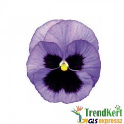 Árvácska lilás-kék óriásvirágú - Viola carnea Monster Ocean Árvácska lilás-kék óriásvirágú - Viola carnea Monster Ocean