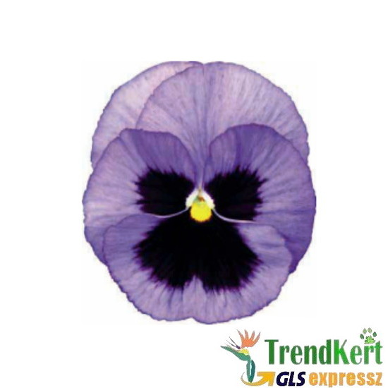 Árvácska lilás-kék óriásvirágú - Viola carnea Monster Ocean Árvácska lilás-kék óriásvirágú - Viola carnea Monster Ocean