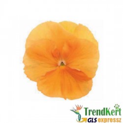 Árvácska narancs óriásvirágú - Viola carnea Monster Orange Árvácska narancs óriásvirágú - Viola carnea Monster Orange