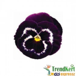 Árvácska sötét lila-fehér óriásvirágú - Viola carnea Monster VioletFace Árvácska sötét lila-fehér óriásvirágú - Viola carnea Monster VioletFace