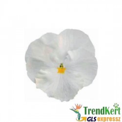 Árvácska fehér óriásvirágú - Viola carnea Monster  White Árvácska fehér óriásvirágú - Viola carnea Monster  White