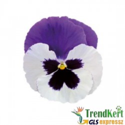 Árvácska fehér-lila óriásvirágú - Viola carnea Monster White-Lila Árvácska fehér-lila óriásvirágú - Viola carnea Monster White-Lila
