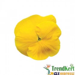 Árvácska sárga óriásvirágú - Viola carnea Monster  Yellow Árvácska sárga óriásvirágú - Viola carnea Monster  Yellow