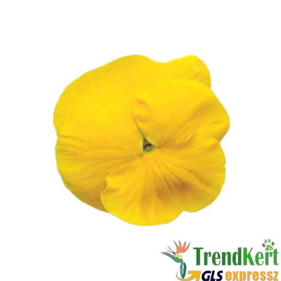 Árvácska sárga óriásvirágú - Viola carnea Monster  Yellow Árvácska sárga óriásvirágú - Viola carnea Monster  Yellow