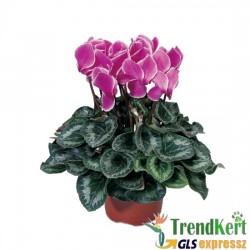 Ciklámen nagyméretű  sötétlila - fehér szélű -  Cyclamen Big Bicolor Dark Lilac White Ciklámen nagyméretű  sötétlila - fehér szélű -  Cyclamen Big Bicolor Dark Lilac White