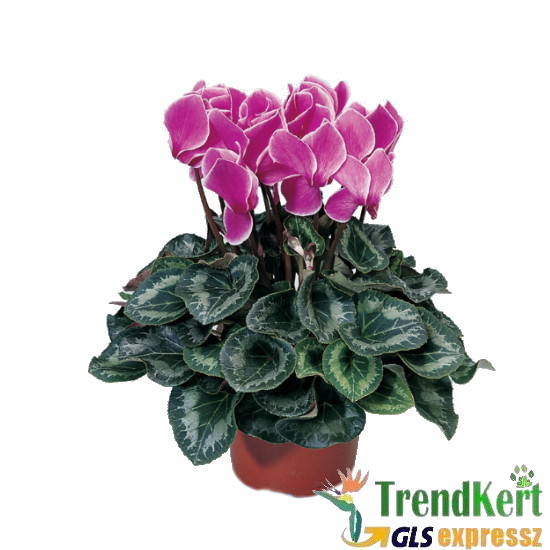 Ciklámen nagyméretű  sötétlila - fehér szélű -  Cyclamen Big Bicolor Dark Lilac White Ciklámen nagyméretű  sötétlila - fehér szélű -  Cyclamen Big Bicolor Dark Lilac White