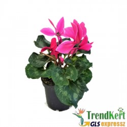 Ciklámen nagyméretű  neonpink - fehér szélű -  Cyclamen Big Bicolor Neon Pink White Ciklámen nagyméretű  neonpink - fehér szélű -  Cyclamen Big Bicolor Neon Pink White