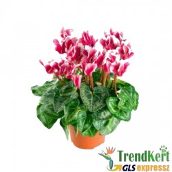 Ciklámen nagyméretű  piros - fehér szélű -  Cyclamen Big Bicolor Rot White Ciklámen nagyméretű  piros - fehér szélű -  Cyclamen Big Bicolor Rot White