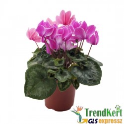 Ciklámen nagyméretű  halvány rózsaszín - fehér szélű -  Cyclamen Big Bicolor Salmon Pink And White Ciklámen nagyméretű  halvány rózsaszín - fehér szélű -  Cyclamen Big Bicolor Salmon Pink And White
