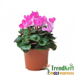 Ciklámen nagyméretű  halvány rózsaszín -  fehér átmenetes -  Cyclamen Big Bicolor Salmon Pink White Ciklámen nagyméretű  halvány rózsaszín -  fehér átmenetes -  Cyclamen Big Bicolor Salmon Pink White