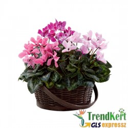 Ciklámen nagyméretű  növény csomag -  cyclamen Big mix 3db Ciklámen nagyméretű  növény csomag -  cyclamen Big mix 3db
