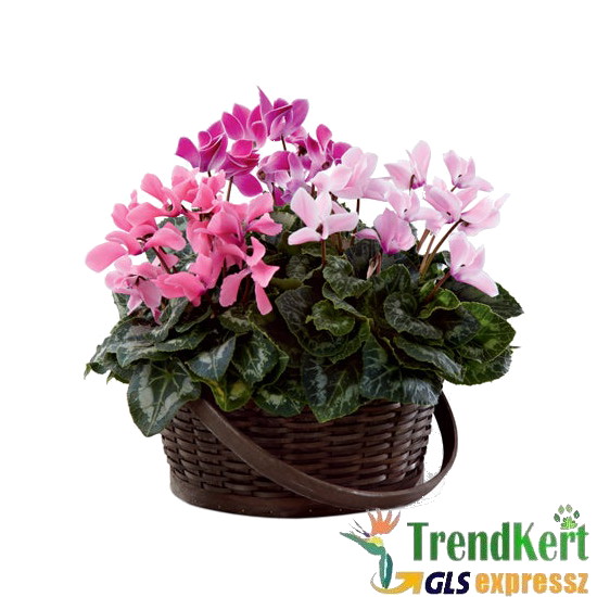 Ciklámen nagyméretű  növény csomag -  cyclamen Big mix 3db Ciklámen nagyméretű  növény csomag -  cyclamen Big mix 3db