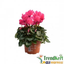 Ciklámen nagymeretű neon rózsaszin -  Cyclamen Big NeonPink Ciklámen nagymeretű neon rózsaszin -  Cyclamen Big NeonPink