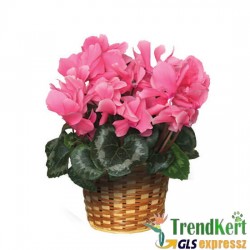 Ciklámen nagyméretű pink -  Cyclamen Big Pink Ciklámen nagyméretű pink -  Cyclamen Big Pink