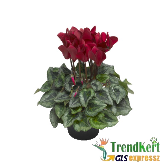 Ciklámen nagyméretű bordó -  Cyclamen Big Red Ciklámen nagyméretű bordó -  Cyclamen Big Red