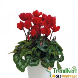 Ciklámen nagyméretű piros -  Cyclamen Big Rot Ciklámen nagyméretű piros -  Cyclamen Big Rot