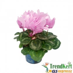Ciklámen nagyméretű halvány rózsaszín -  Cyclamen Big Salmon Pink Ciklámen nagyméretű halvány rózsaszín -  Cyclamen Big Salmon Pink