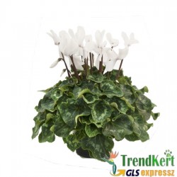 Ciklámen nagyméretű fehér -  Cyclamen Big White Ciklámen nagyméretű fehér -  Cyclamen Big White