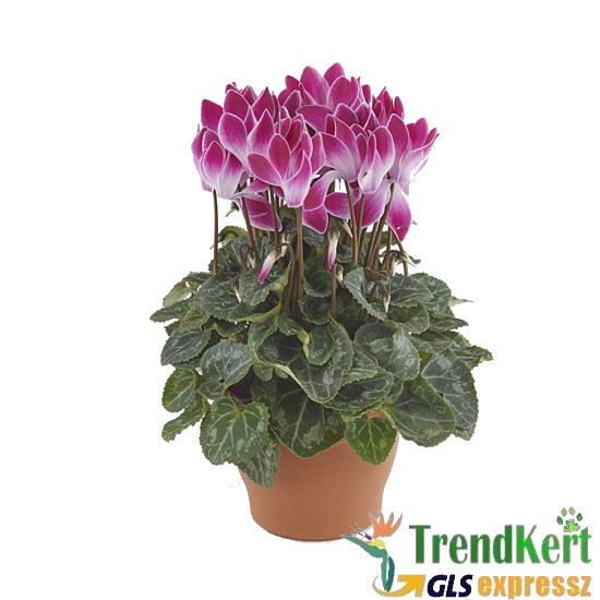 Ciklámen normál sötétlila - fehér -  Cyclamen Midi Bicolor Dark Lila And White