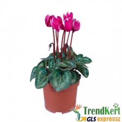 Ciklámen normál sötétlila - fehér -  Cyclamen Midi Bicolor Dark Lilac- White Ciklámen normál sötétlila - fehér -  Cyclamen Midi Bicolor Dark Lilac- White