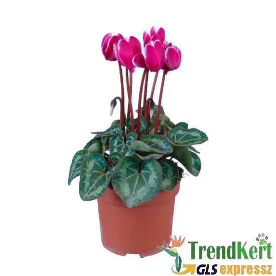 Ciklámen normál sötétlila - fehér - Cyclamen Midi Bicolor Dark Lilac- White Ciklámen normál sötétlila - fehér - Cyclamen Midi Bicolor Dark Lilac- White
