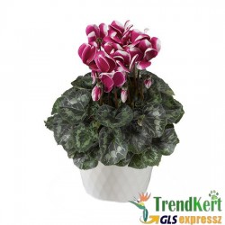 Ciklámen normál bordó - fehér -  Cyclamen Midi Bicolor Dark Red White Ciklámen normál bordó - fehér -  Cyclamen Midi Bicolor Dark Red White