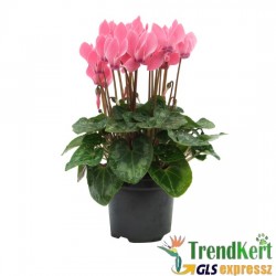 Ciklámen normál pink - lila -  Cyclamen Midi Bicolor Pink Lilac Ciklámen normál pink - lila -  Cyclamen Midi Bicolor Pink Lilac