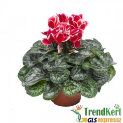 Ciklámen normál piros - fehér -  Cyclamen Midi Bicolor Rot White Ciklámen normál piros - fehér -  Cyclamen Midi Bicolor Rot White