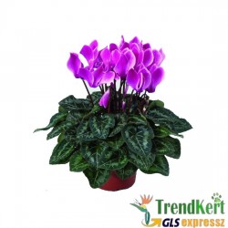 Ciklámen normál lila - fehér -  Cyclamen Midi Bicolor Salmon Lilac White Ciklámen normál lila - fehér -  Cyclamen Midi Bicolor Salmon Lilac White