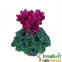 Ciklámen normál sötét lila -  Cyclamen Midi Dark Lilac Ciklámen normál sötét lila -  Cyclamen Midi Dark Lilac